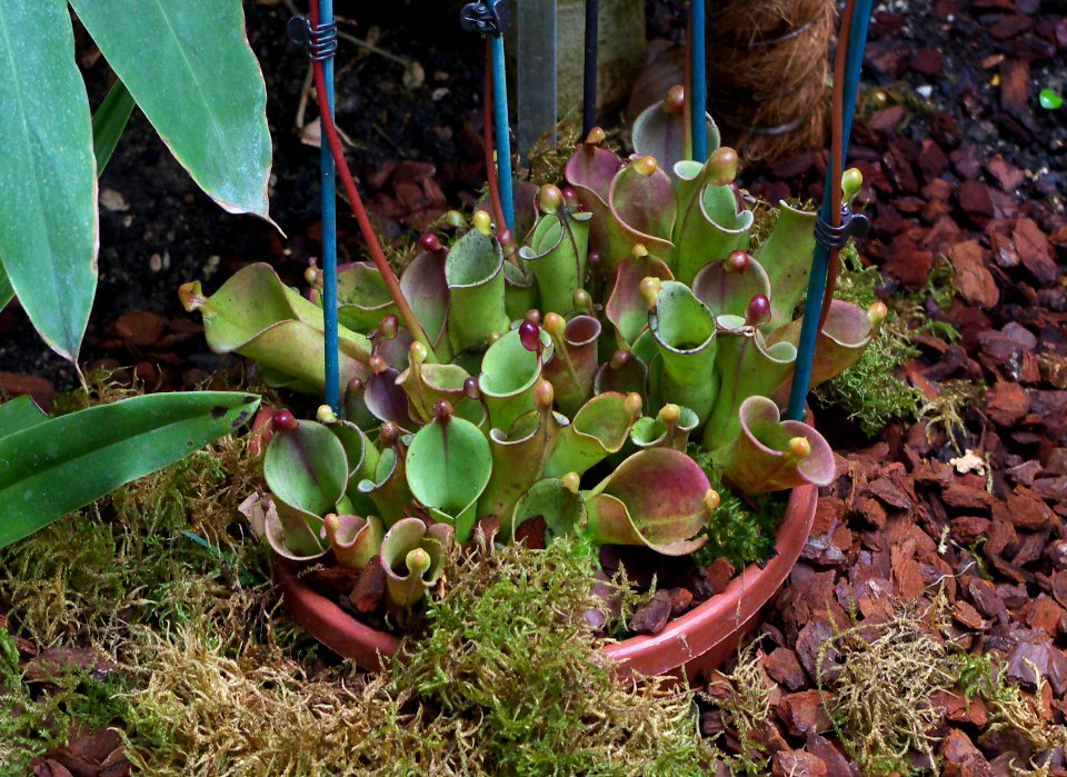 Heliamphora minor x heterodoxa