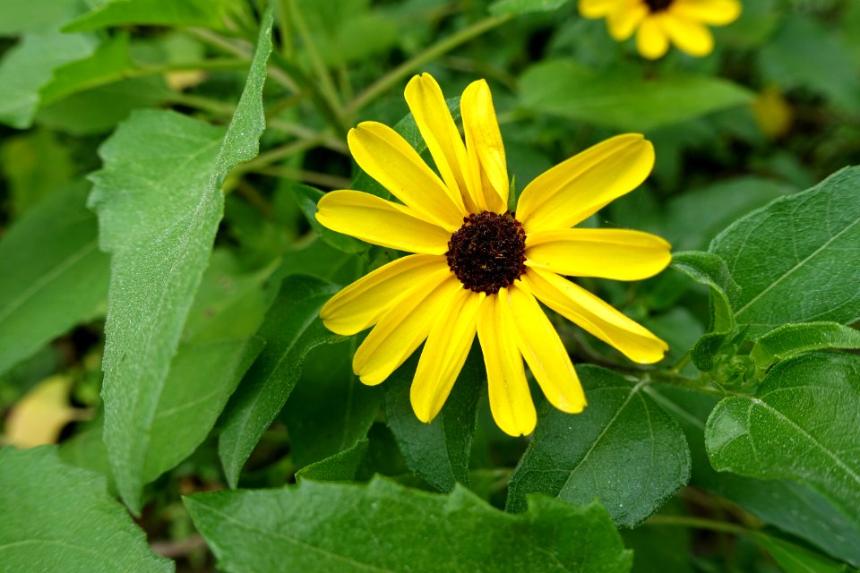 Helianthus debilis - McKee Botanical Garden - Vero Beach, Florida - DSC02935