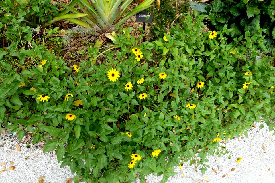 Helianthus debilis - McKee Botanical Garden - Vero Beach, Florida - DSC02944