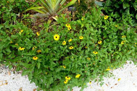 Helianthus debilis - McKee Botanical Garden - Vero Beach, Florida - DSC02944