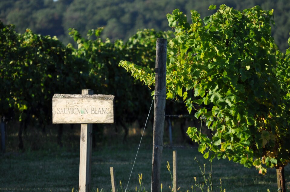 Vine countryside grape