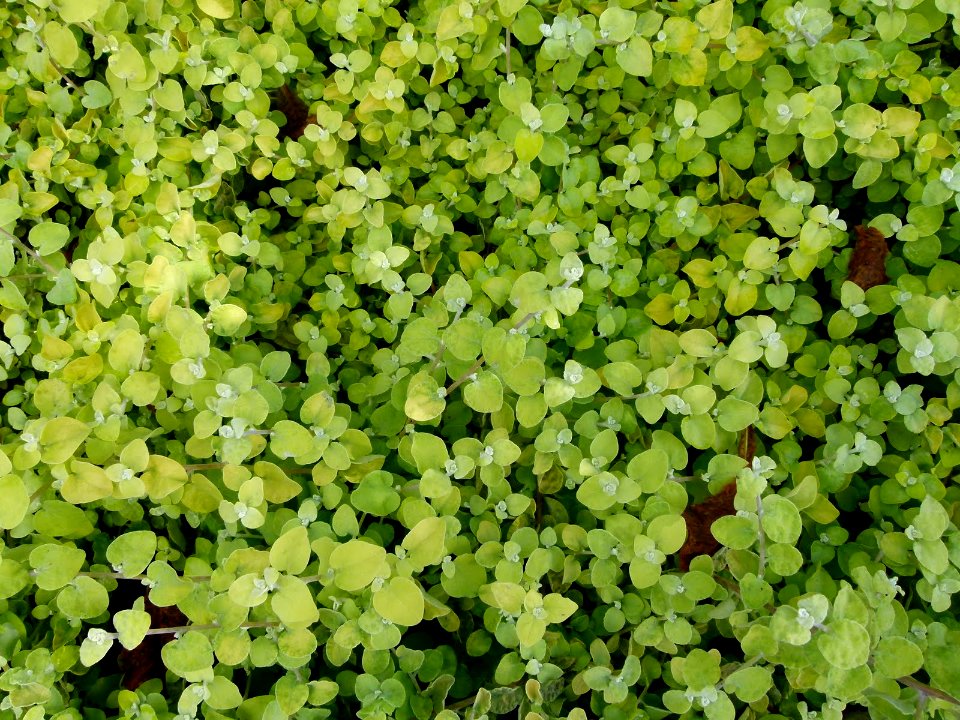 Helichrysum petiolare Aureum