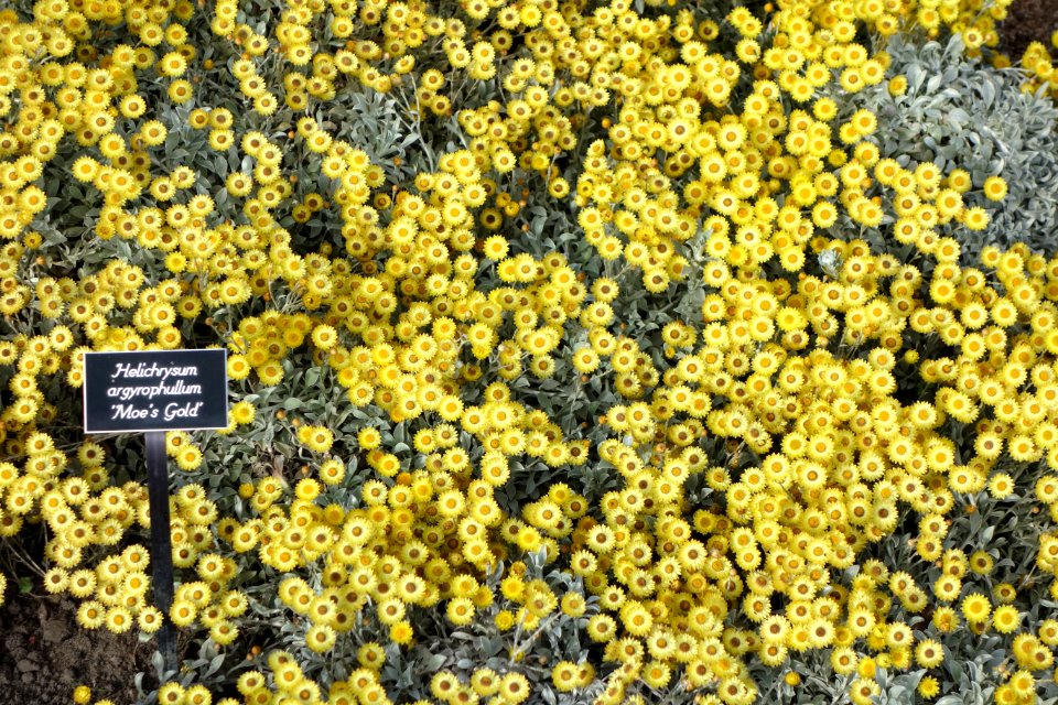 Helichrysum argyrophyllum 'Moe's Gold' - Mendocino Coast Botanical Gardens - DSC02328