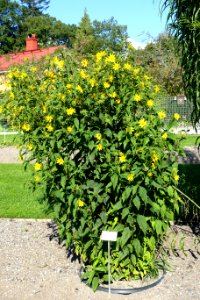 Helianthus tuberosus - Bergianska trädgården - Stockholm, Sweden - DSC00155