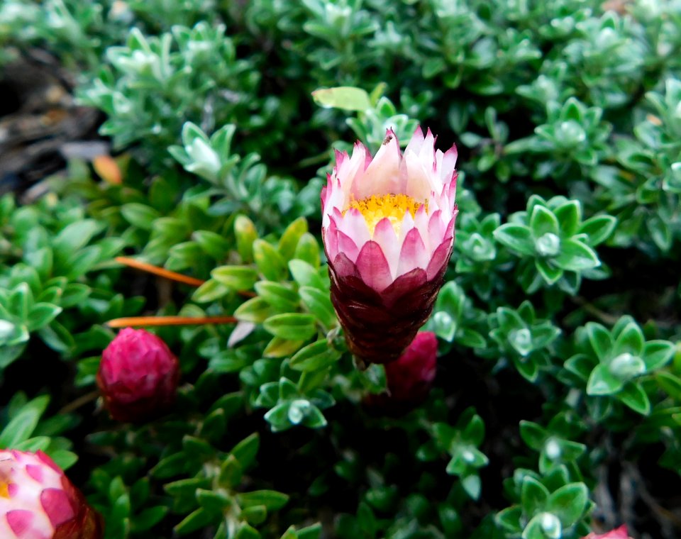 Helichrysum retortoides