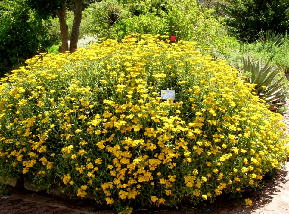 Helichrysum odoratissimum - fynbos garden
