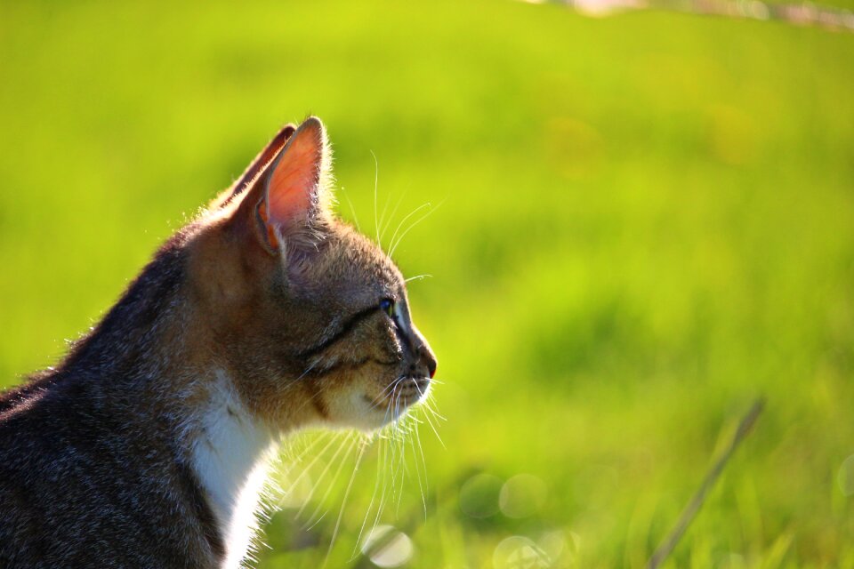 Young cat domestic cat tiger cat