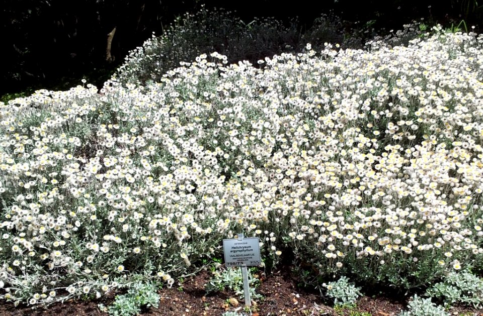 Helichrysum argyrophyllum - SA