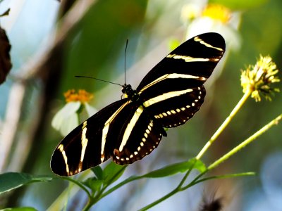 Heliconius charithonia 109741208