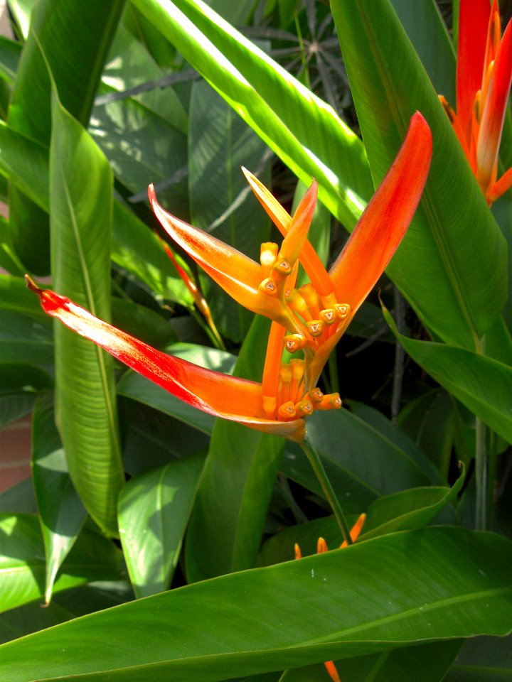 Heliconia psittaconum, 2015-08-08, Phipps Conservatory, 01