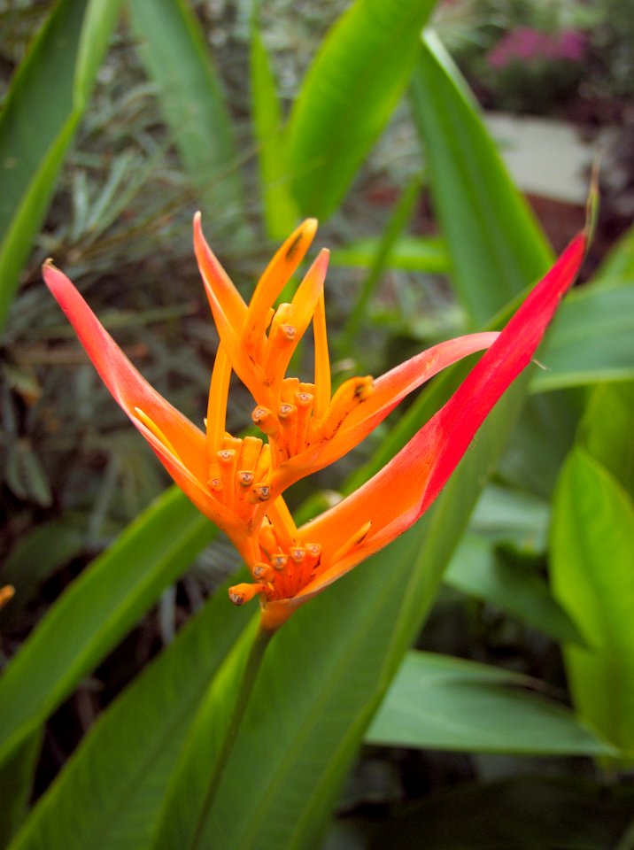 Heliconia psittacorum, Phipps Conservatory, 2015-10-13, 01