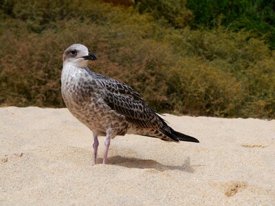 Bird gull sand photo