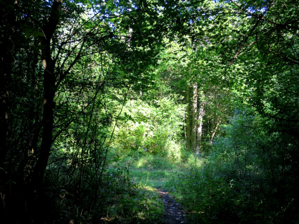 Heiligenstadt Wanderweg
