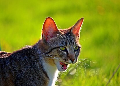 Mackerel young cat domestic cat photo