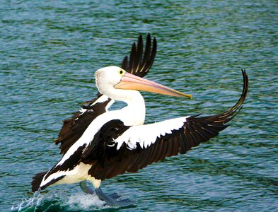 Pelican bird nature