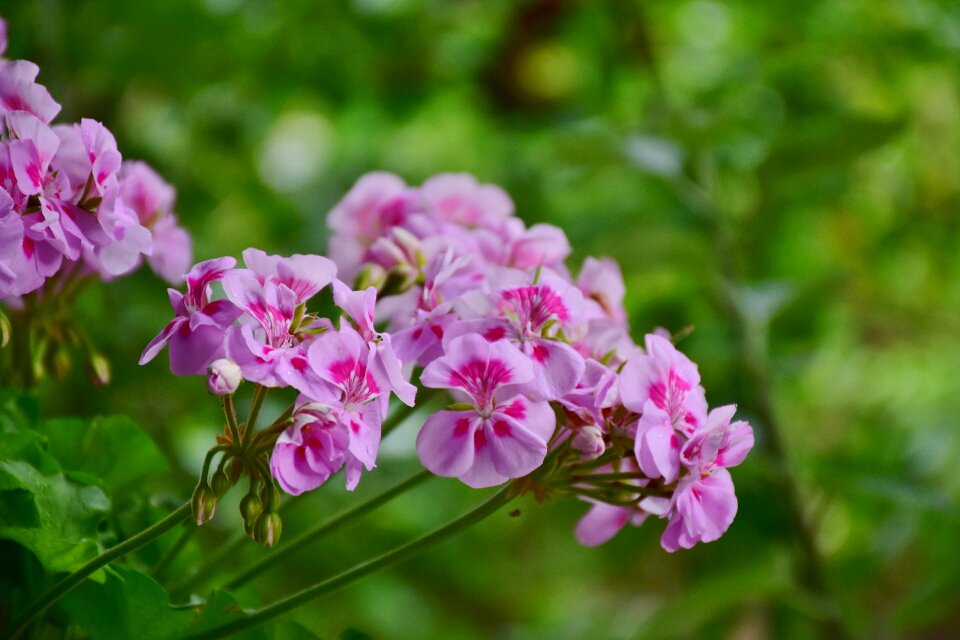 Ornamental plant balcony plant pelargonium peltatum hybrid