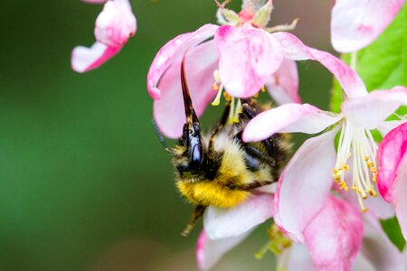 Blossom flower insect