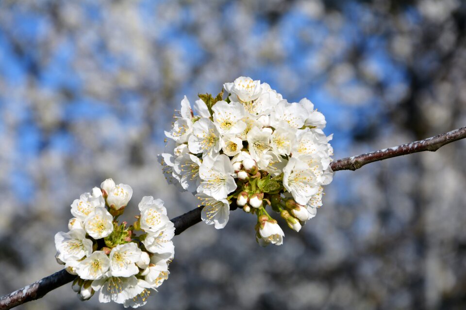 Spring nature spring flowers