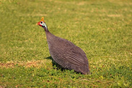 Fowl beak nature