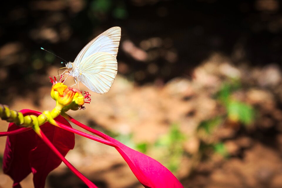 Butterfly flower wings