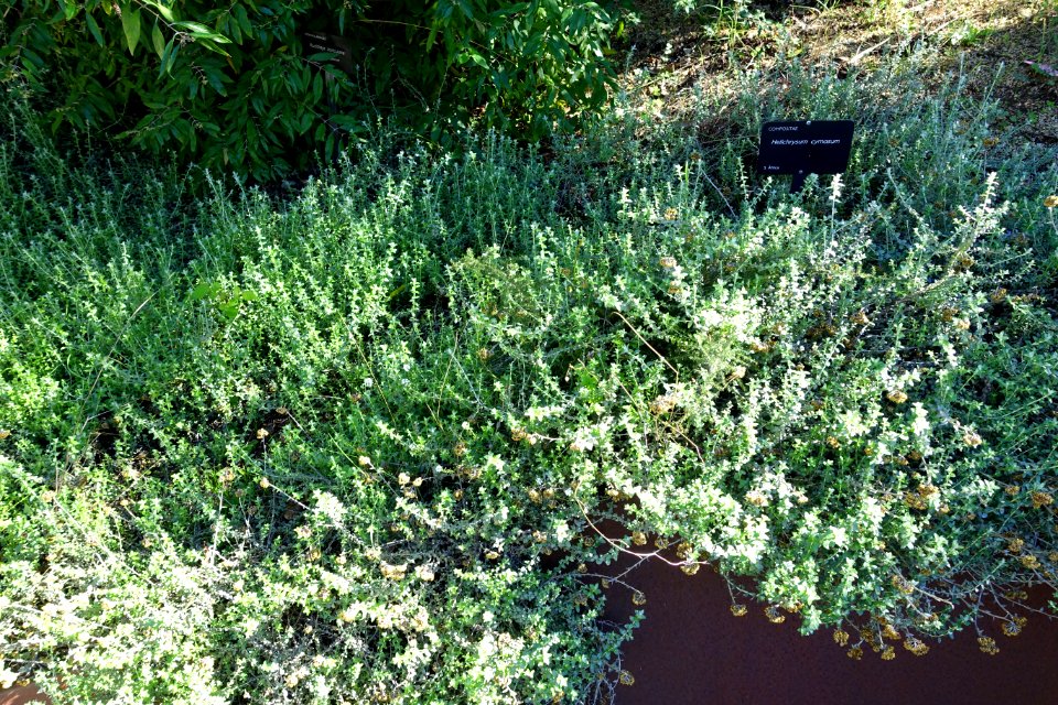 Helichrysum cymosum - Jardín Botánico de Barcelona - Barcelona, Spain - DSC08913