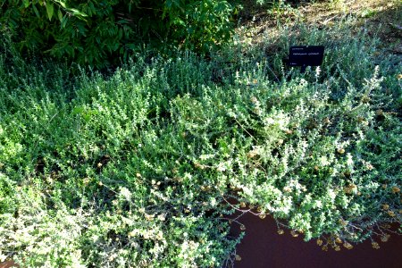 Helichrysum cymosum - Jardín Botánico de Barcelona - Barcelona, Spain - DSC08913