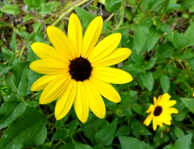 Helianthus debilis - McKee Botanical Garden - Vero Beach, Florida - DSC02945