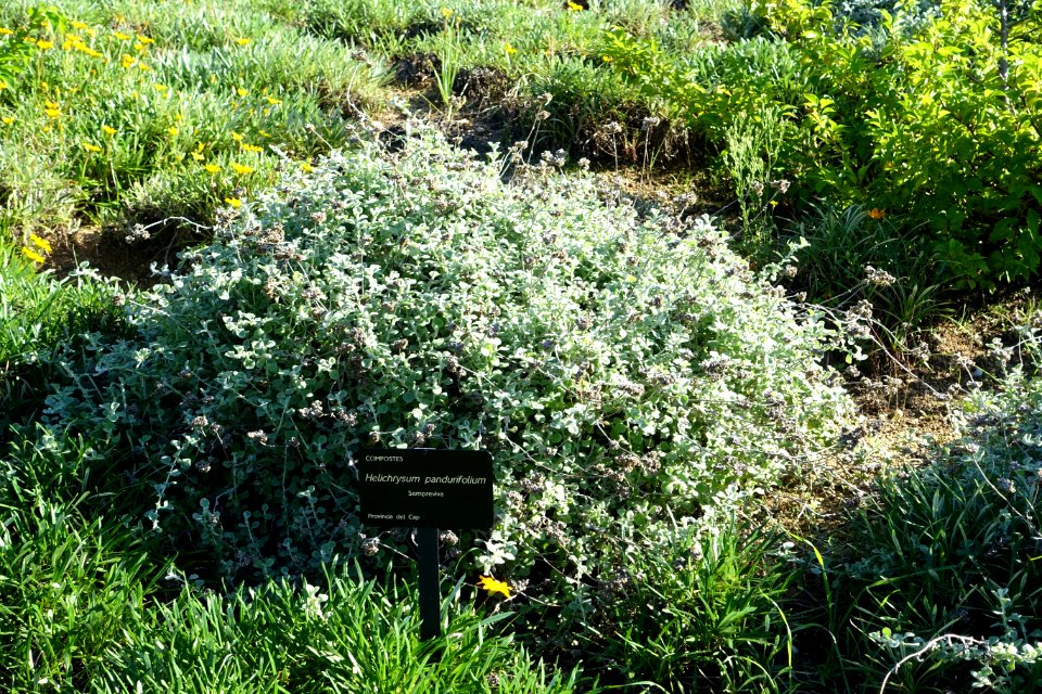 Helichrysum pandurifolium - Jardín Botánico de Barcelona - Barcelona, Spain - DSC09250