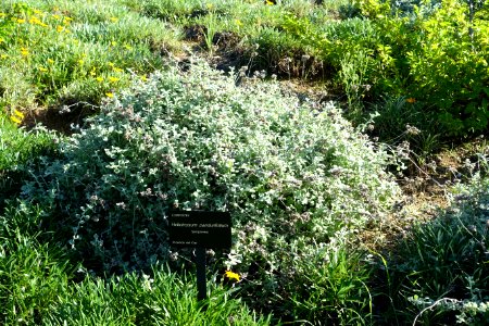Helichrysum pandurifolium - Jardín Botánico de Barcelona - Barcelona, Spain - DSC09250