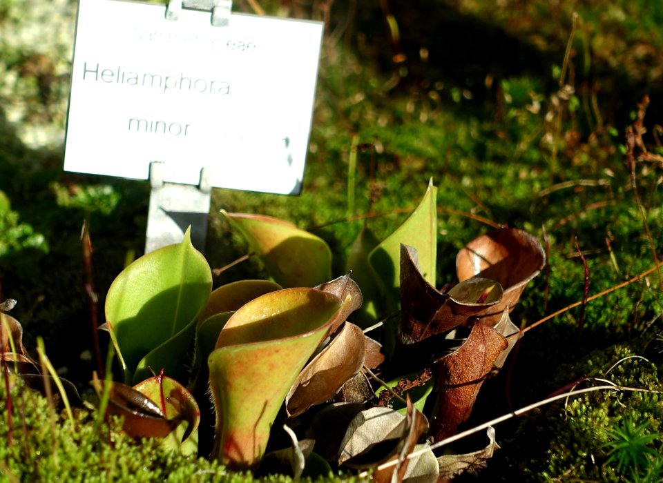 Heliamphora minor - Botanischer Garten Braunschweig - Braunschweig, Germany - DSC04340