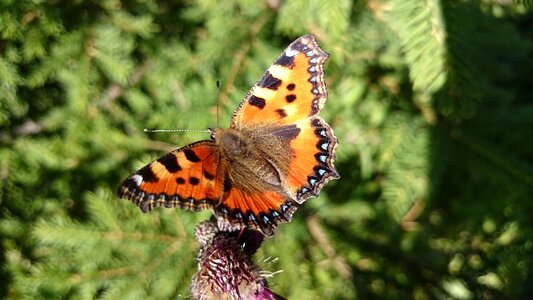 Butterfly small tortoiseshell orange photo