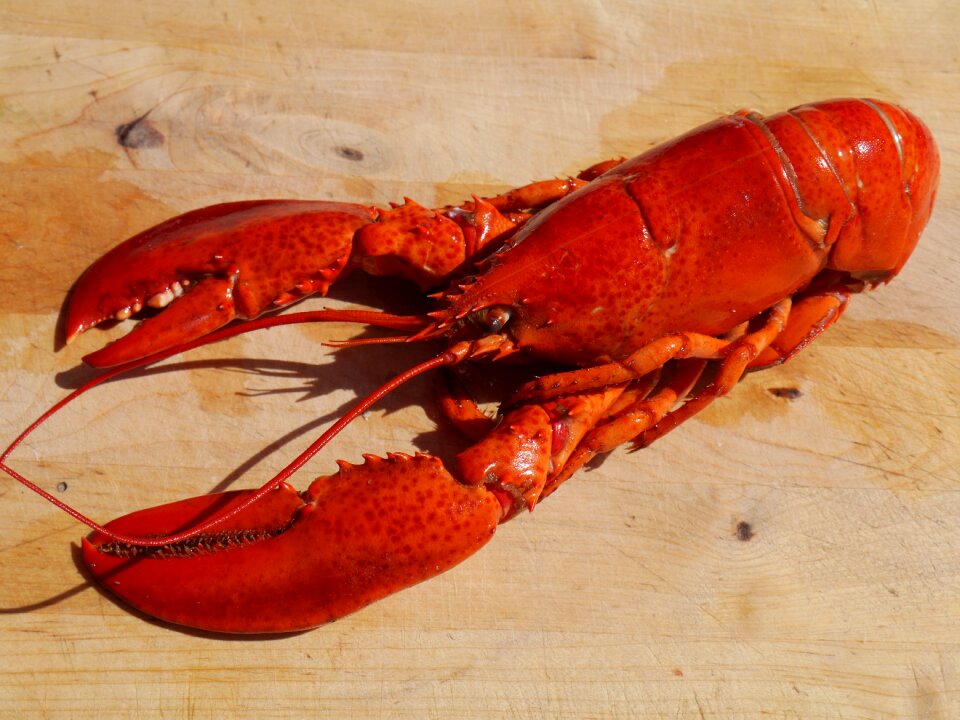 Seafood healthy shellfish