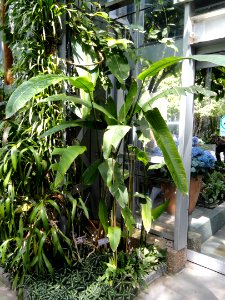 Heliconia × plagiotropa - United States Botanic Garden - DSC09632
