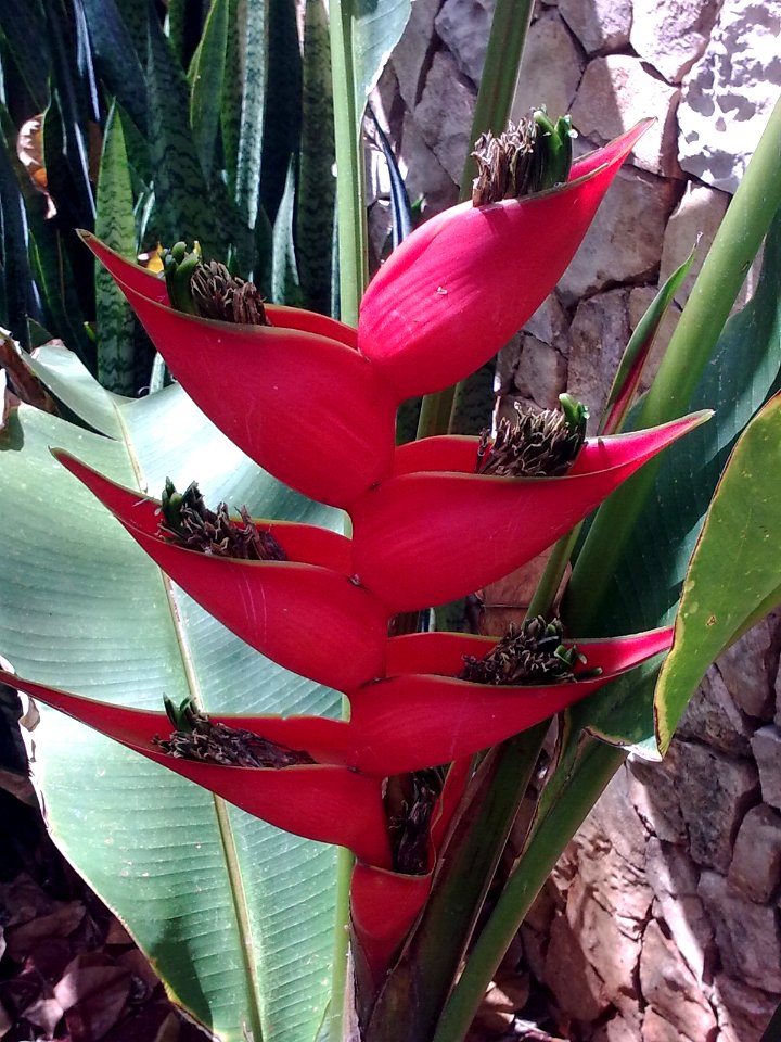 Heliconia bihai 5379
