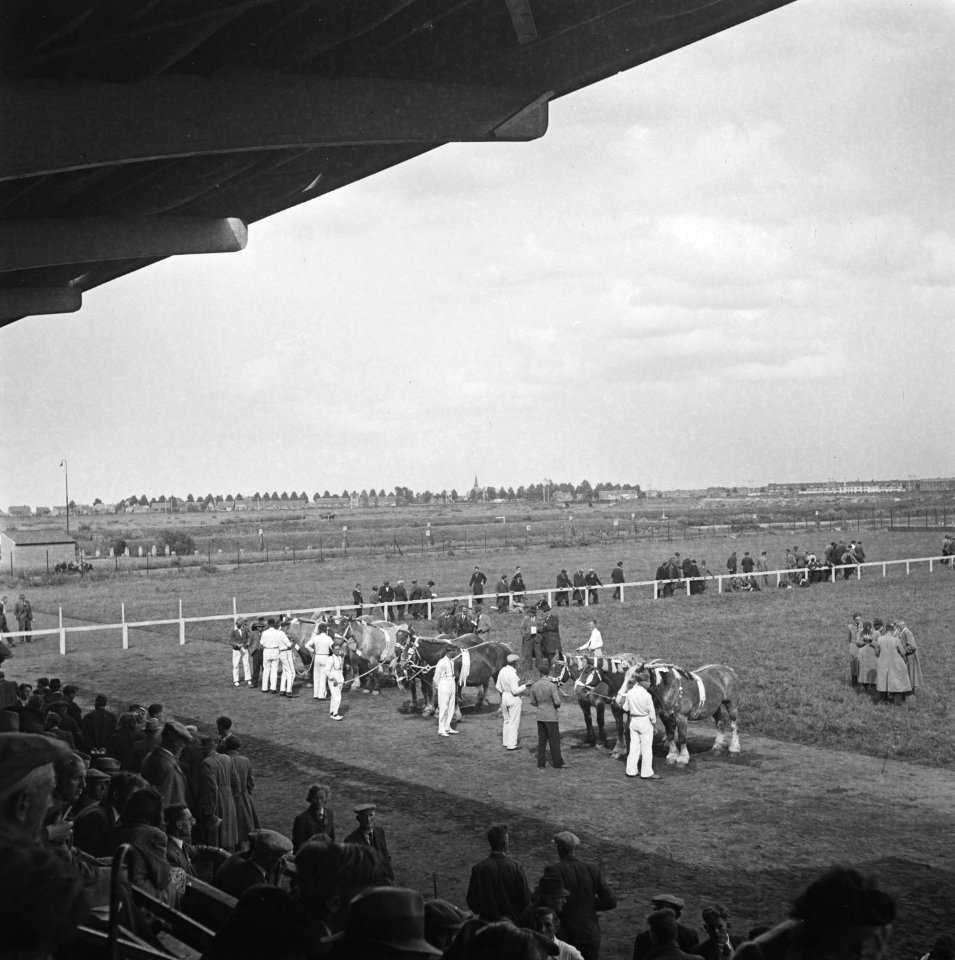Hengstenkeuring te Den Bosch, Bestanddeelnr 901-8203