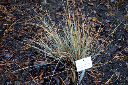 Helictotrichon sempervirens - Botanischer Garten, Dresden, Germany - DSC08644