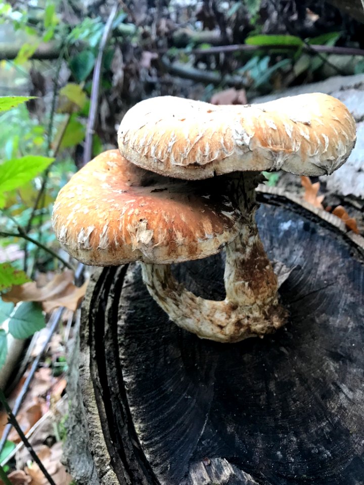 Hemipholiota populnea 105770551