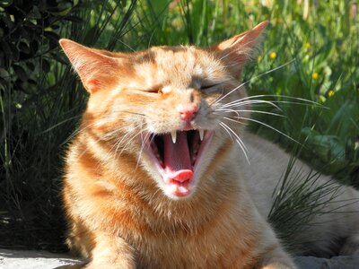 Ginger fur teeth language photo