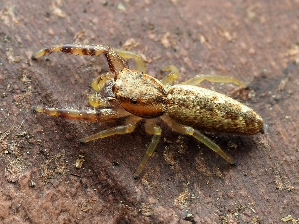 Hentzia grenada 114786088