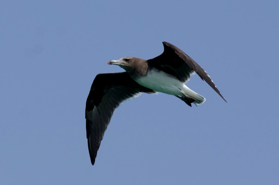 Hemprichmöwe im Flug
