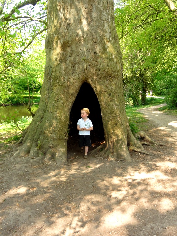 Hemmen (Overbetuwe) holle boom bij kasteelruïne