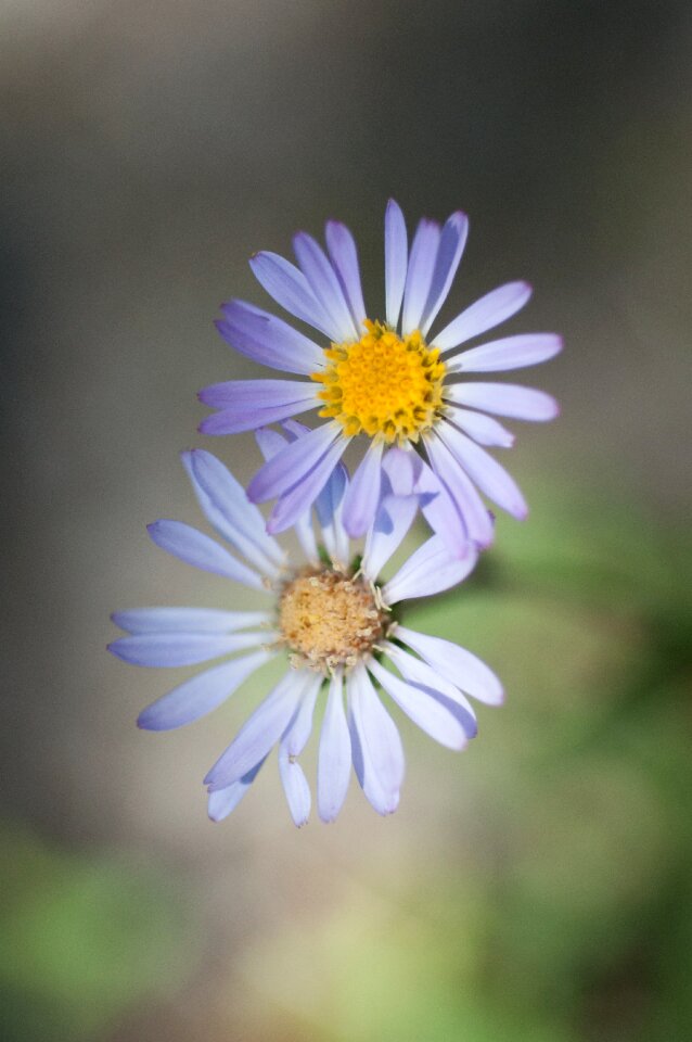 Purple aster flower shallow depth of field