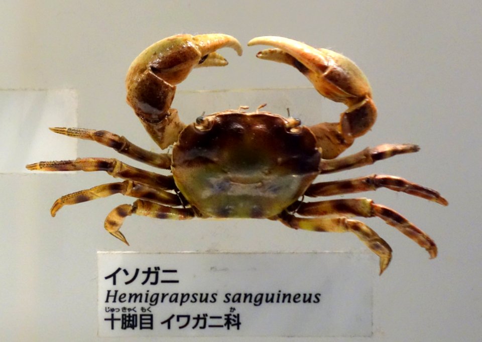 Hemigrapsus sanguineus - National Museum of Nature and Science, Tokyo - DSC07543-002