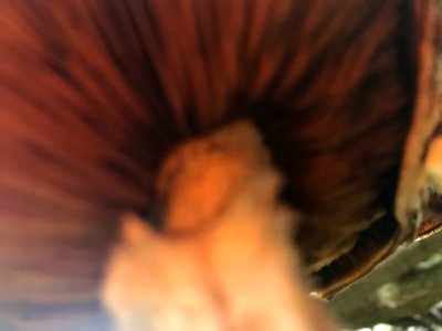 Hemipholiota populnea 105770567