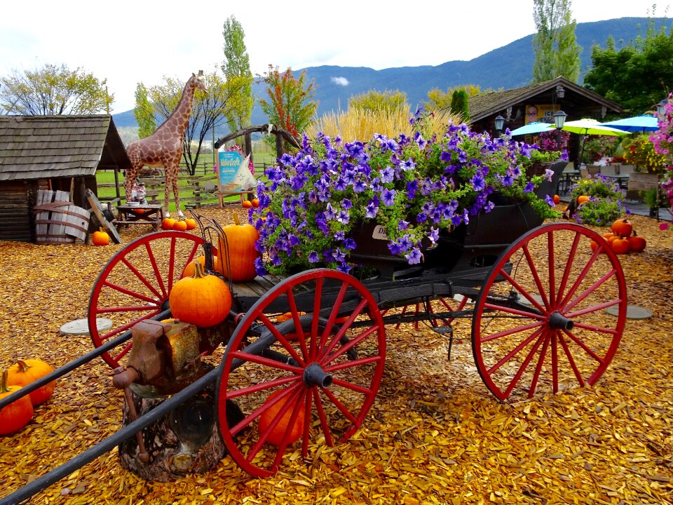 Wagon carriage decorated