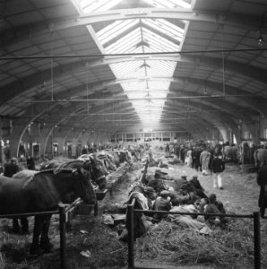 Hengstenkeuring te Den Bosch, Bestanddeelnr 901-8211