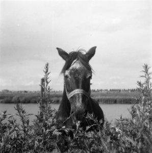 Hengstenkeuring te Den Bosch, Bestanddeelnr 901-8208