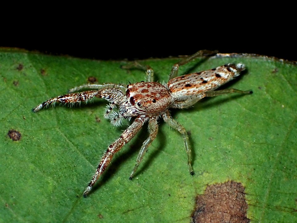 Hentzia chekika 01