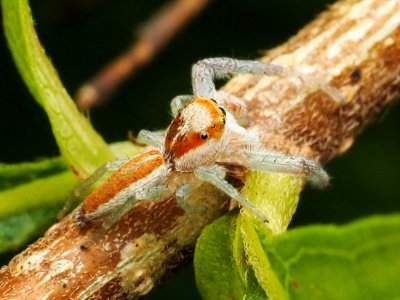 Hentzia mitrata 108176729