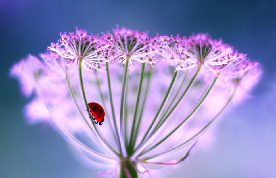 Heracleum (224770883)